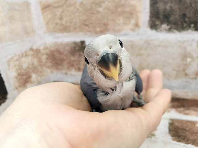 よく食べる子♡コザクラインコヒナ(バイオレットファクター)