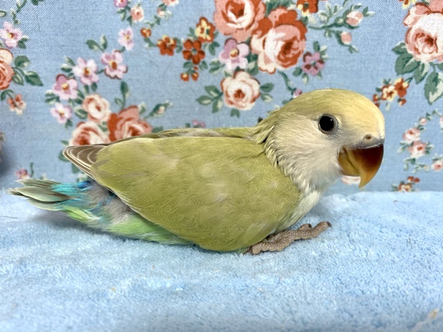 コザクラインコ　ホワイトフェイスオーストラリアンシナモン系　5月27日