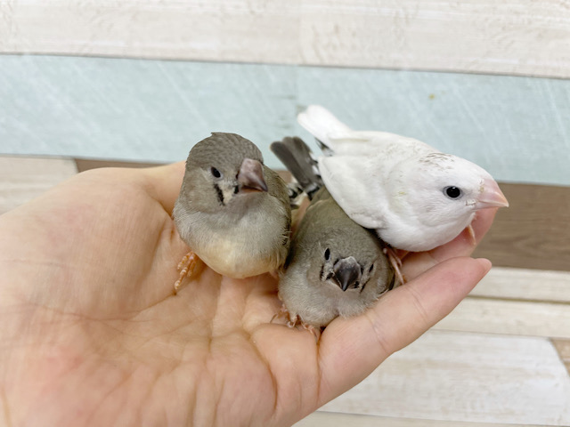 超ホヤホヤ最新画像！！癒やしの、キンカチョウ☆鳴き声は、ていていていていていてい♪♪