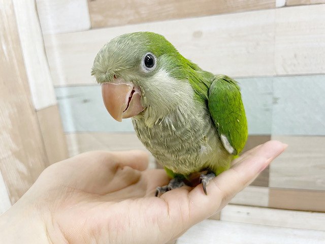 超ホヤホヤ最新画像、可愛い動画付き！久々の～オキナインコ♪の、ヒナ～～　ノーマルですっ