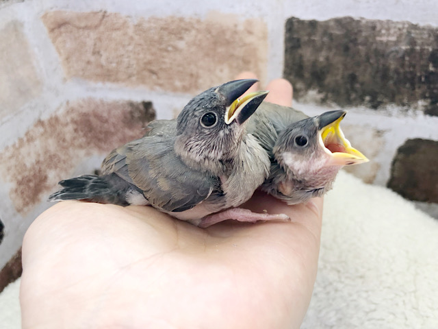 食欲無限大☆桜文鳥ヒナ〜！