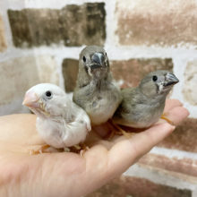 超ホヤホヤ最新画像★この毛は今だけ～錦花鳥(キンカチョウ)