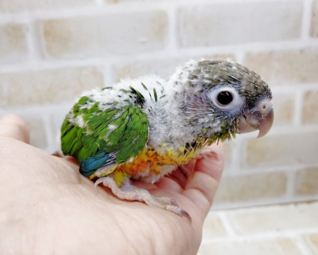 ワッキー　ワキコガネウロコインコ　2021年05月03日