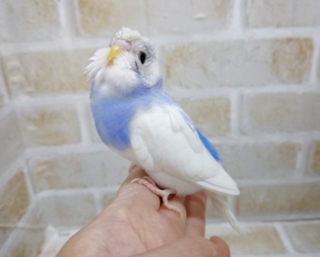 カッパ！？　梵天セキセイインコ☆パイド