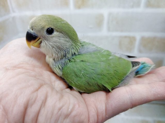 むむっ～何カラー？？？　小桜インコ☆色変わり　2021年05月04日