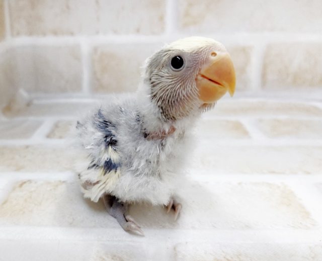 レアな色彩　小桜インコ☆色変わりパイド　2021年05月16日