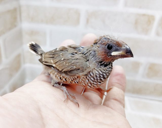 手乗りでは珍しいフィンチ！　大一紅鳥　2021年05月16日