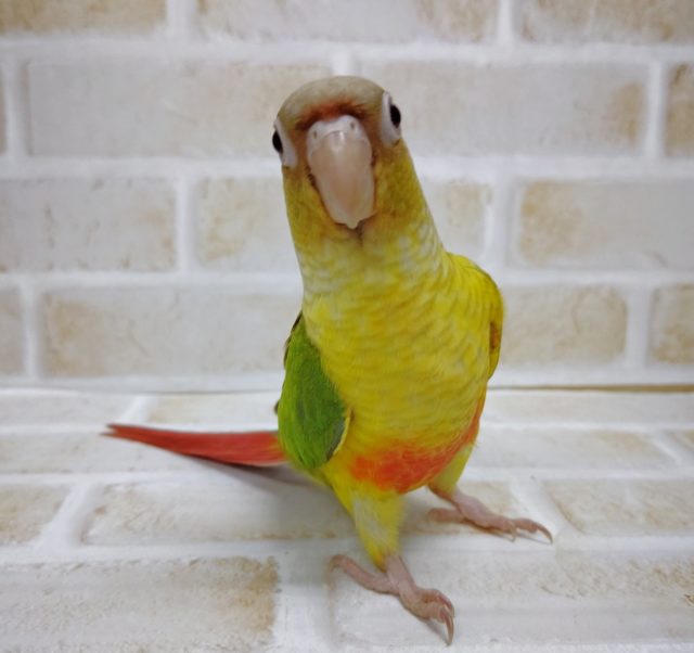 パイナポー！　ウロコインコ☆パイナップル　2021年06月20日