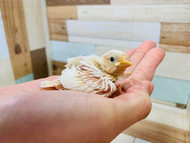 食欲旺盛♪白文鳥さん入舎です!!