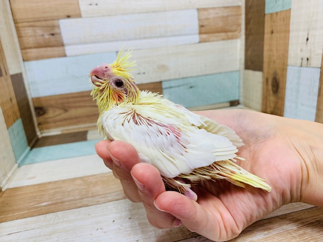 人気カラー☆まだうぶうぶのオカメインコ(ルチノー)♪