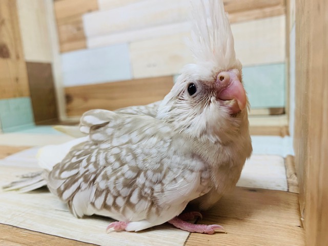 淡い色がとてもｷﾚｲ♡オカメインコ(ホワイトフェイスシナモンパールパイド)☆