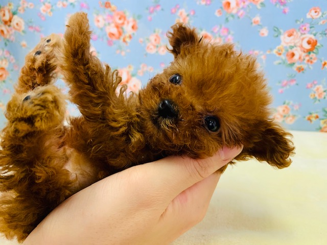 手乗り?!ちっちゃいトイプードルくん入舎です☆