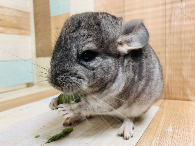 小さいけど食いしん坊！チンチラ(ノーマル)さん♪