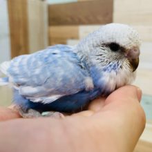 もっと頭が大きくなります！ジャンボセキセイさん♪