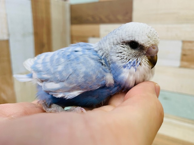 もっと頭が大きくなります！ジャンボセキセイさん♪