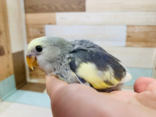羽根が生えてきてステキカラーに☆コザクラインコ　モーブパイド～～