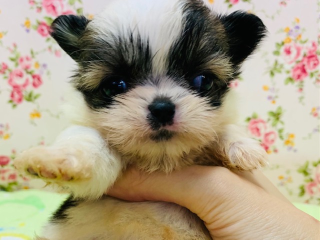 むっちりボディ♡ミックス犬(チワ×シーズー)ちゃん入舎♪