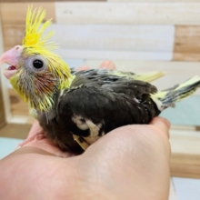 たくさん食べます！オカメインコ(パイド)☆