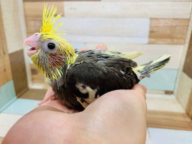 たくさん食べます！オカメインコ(パイド)☆