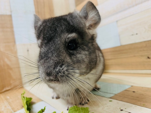 実は甘えんぼ?!チンチラくん(ノーマル)入舎☆