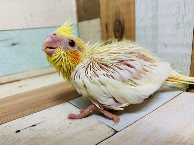 大人気カラー☆オカメインコのルチノー♡