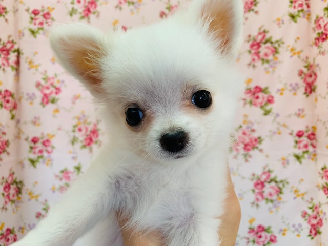 美人に成長中♪ミックス犬(ポメ×チワ)ちゃん♡