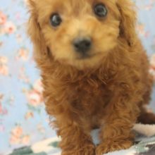 優しいお顔のマルプーくんです★♂