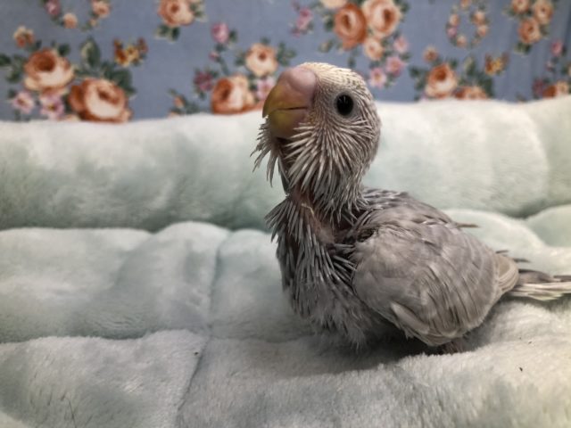 大人気です！　セキセイライラック　　５／１１投稿