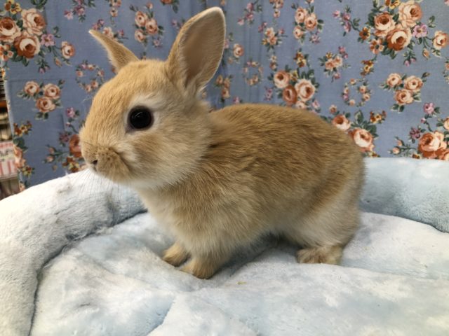 ネザーランドドワーフオレンジです　５／１２投稿