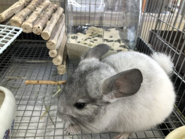 お腹に腹巻? チンチラパイドの紹介です 5/14投稿 お腹に腹巻? チンチラパイドの紹介です 5/14投稿