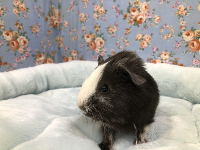 黒いボディがカッコイイチビモルです　５／２１撮影