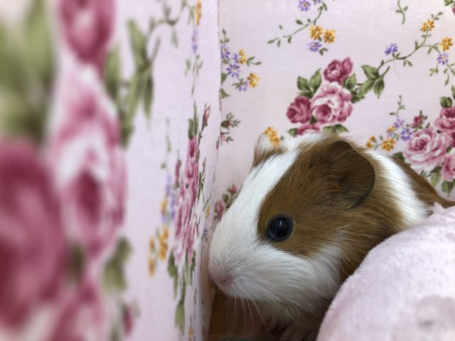 まだまだいます、モルさん　５／２１撮影