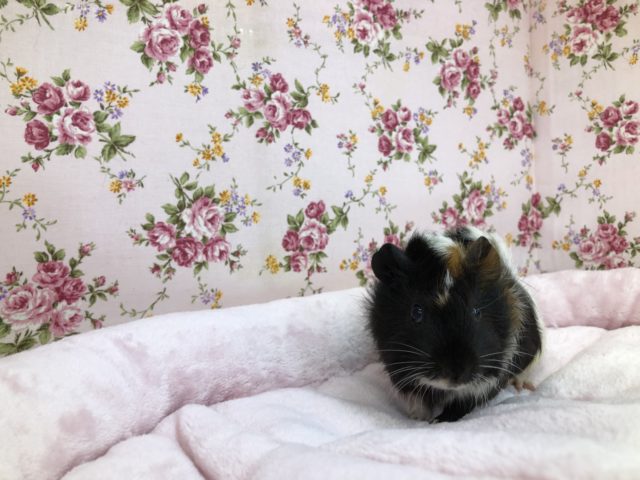 こんな子もいます　巻き毛のモルさんです　５／２１撮影