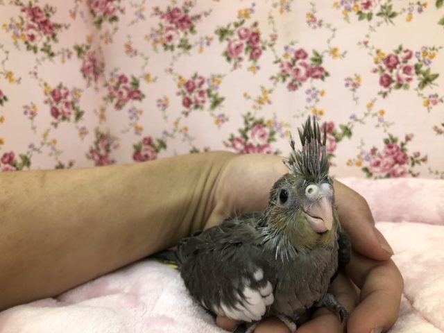 ノーマルオカメさんです　久々？　５／２１撮影