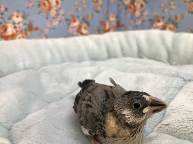 定番人気　桜文鳥　５／２８撮影