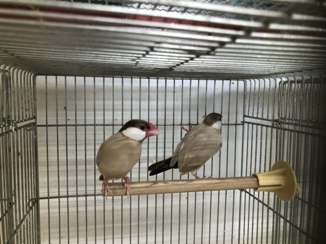文鳥ペア各カラー在舎中　５／２８撮影