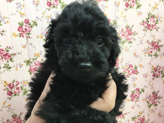 トイプードル（ブラック）女の子　２０２１年３月５日生まれ　入舎！！