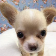 チワワ（クリーム＆ホワイト）男の子　２０２１年３月２０日生まれ　入舎！！