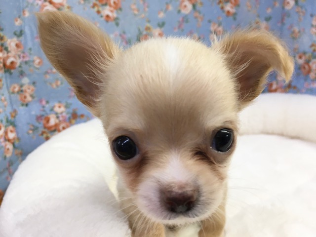 チワワ（クリーム＆ホワイト）男の子　２０２１年３月２０日生まれ　入舎！！