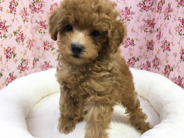 トイプードル（レッド）女の子　２０２１年３月２１日生まれ　入舎！！