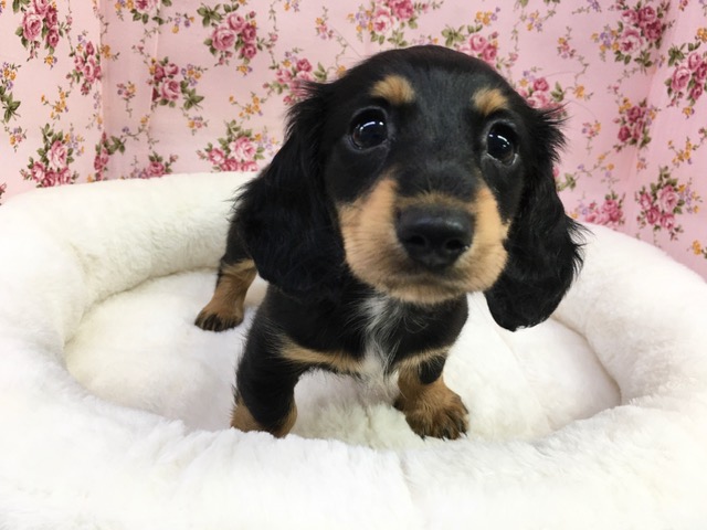 ミニチュア・ダックスフンド（B/T）女の子　２０２１年３月２７日生まれ　入舎！！