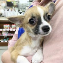 チワワ（レッド＆ホワイト）男の子　２０２１年１月９日　生まれ