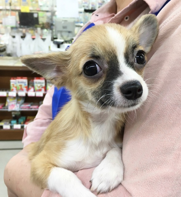 チワワ（レッド＆ホワイト）男の子　２０２１年１月９日　生まれ