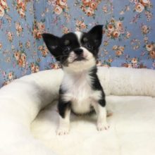 チワワ（ブラックタン＆ホワイト）男の子　２０２１年４月３日生まれ　入舎！！