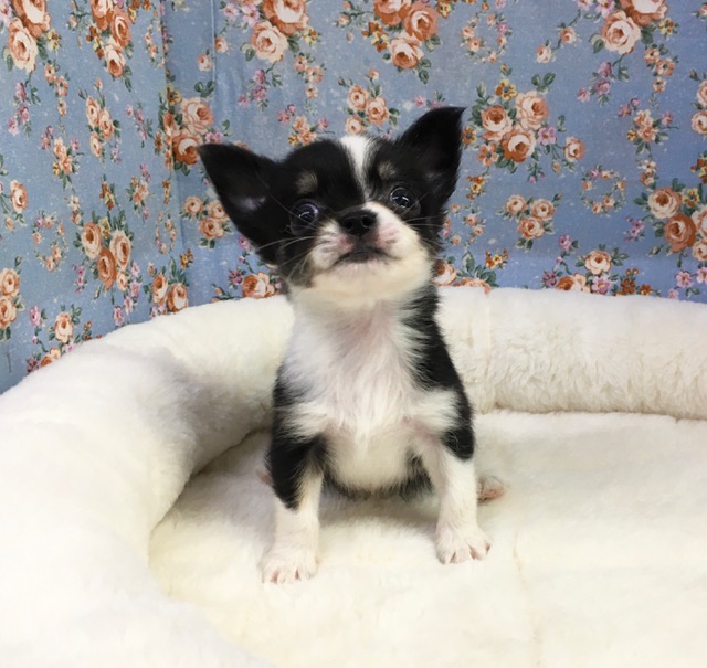 チワワ（ブラックタン＆ホワイト）男の子　２０２１年４月３日生まれ　入舎！！