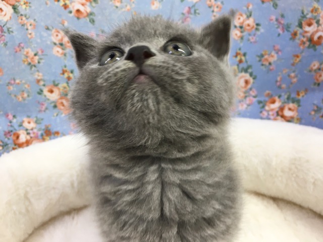 ブリティッシュショートヘアー（ブルー）男の子　２０２１年４月２日生まれ　入舎！！