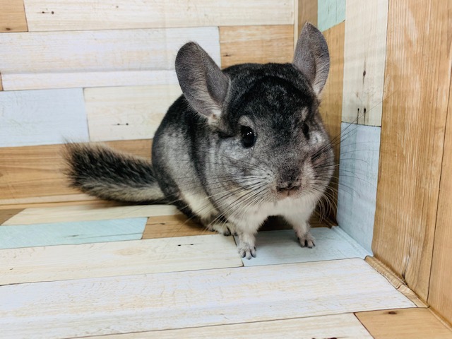 もふもふのコロコロ♡チンチラ(グレー)ちゃん♪