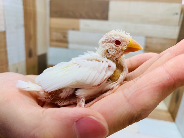 珍しいです!!アルビノ文鳥さん♪