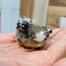 十姉妹カラー笑　キンカチョウさん♪