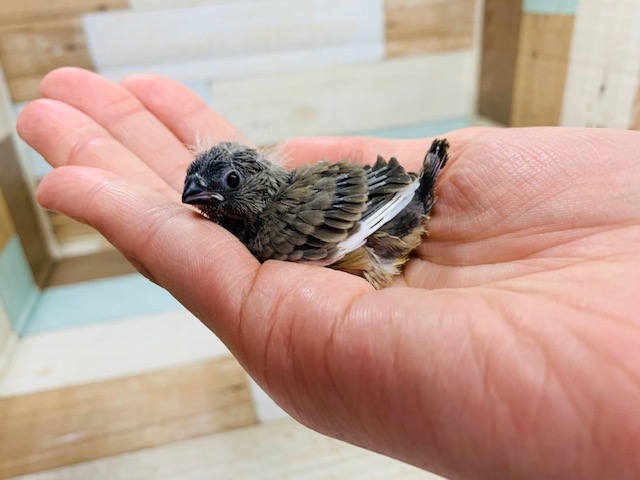 鳴き声のトリコに?!キンカチョウさん☆